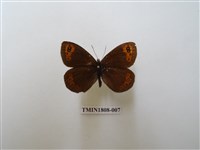 藏品(蛇目蝶科)的圖片